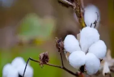 中纺粮油棉花期货(纺织棉花期货最新行情)_https://www.xmqjcw.com_期货百科_第1张