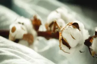 打棉花期货失败的原因(打棉花期货失败的原因是)_https://www.xmqjcw.com_期货百科_第1张