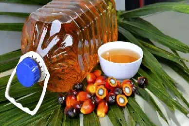 棕榈油期货前景怎么样(棕榈油期货最新行情分析预测)_https://www.xmqjcw.com_期货百科_第1张