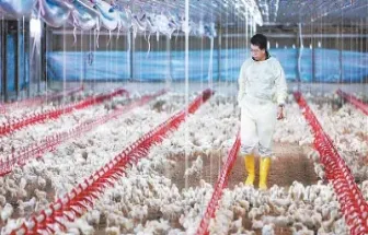 国内有家禽期货吗(国内有家禽期货吗现在)_https://www.xmqjcw.com_期货百科_第1张