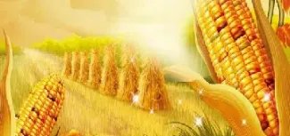 玉米期货zc如何交易(玉米期货交易行为及策略分析)_https://www.xmqjcw.com_期货百科_第1张