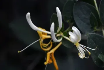 金银花期货交易(金银花期货价格)_https://www.xmqjcw.com_期货百科_第1张
