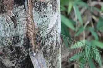 100手橡胶期货(橡胶期货手续费多少)_https://www.xmqjcw.com_期货百科_第1张