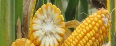 美玉米期货品种概况(美玉米期货行情走势图)_https://www.xmqjcw.com_期货百科_第1张