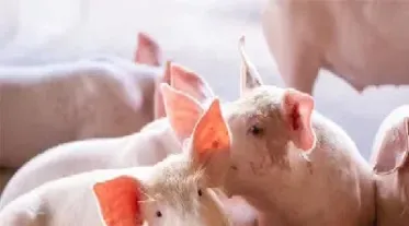 有关猪肉的期货(怎么购买猪肉期货)_https://www.xmqjcw.com_期货百科_第1张