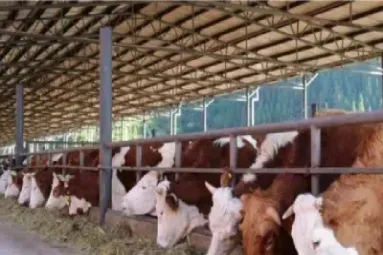 牛肉期货可以采购吗(牛肉有期货交易吗)_https://www.xmqjcw.com_期货百科_第1张