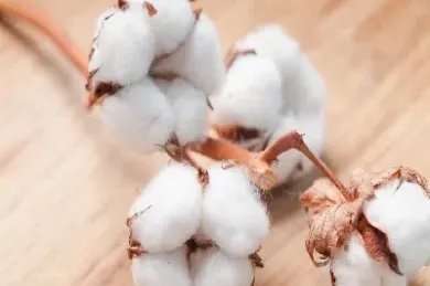 期货棉花生产影响因素(白银期货影响因素)_https://www.xmqjcw.com_期货百科_第1张