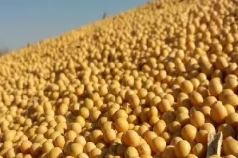 大豆期货在国内大宗(大豆国内期货价格)_https://www.xmqjcw.com_期货百科_第1张
