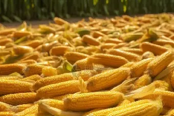 金信期货玉米收评怎么样(金信期货走势图)_https://www.xmqjcw.com_期货百科_第1张