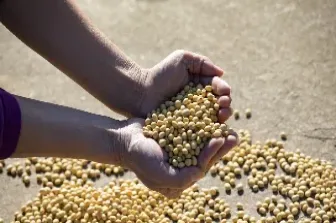 豆粕能代替菜粕用于水产么(豆粕可以用什么来代替)_https://www.xmqjcw.com_期货百科_第1张